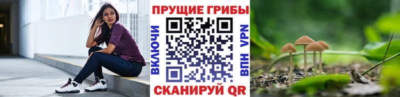 Галлюциногенные грибы Psilocybe  Купить где  Протвино 